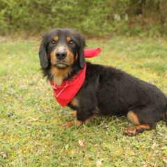 Cason is a laid-back male Dachshund mix. He is approximately 4-5 years old ant 15 lbs.