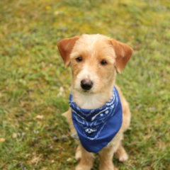 Roscoe is a smart, friendly male terrier mix. He is approximately 3 years old and 15 lbs