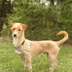 Roscoe is a smart, friendly male terrier mix. He is approximately 3 years old and 15 lbs