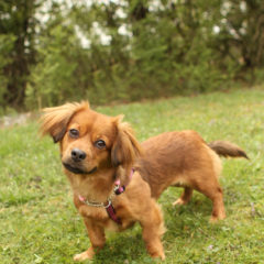 Spring is a playful, active female. We think Spaniel/ Dachshund mix. She is approximately 2 years old and 16 lbs.