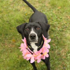 Velvet is a friendly, active female lab/hound mix. She is approximately 1-2 years old and 25 lbs.